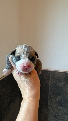 CHIOT 8
