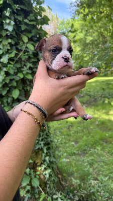 CHIOT 10