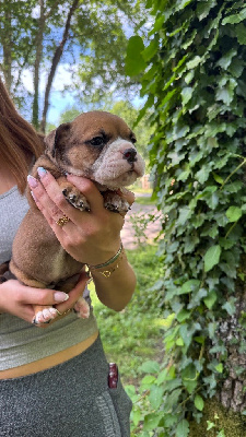 CHIOT 4