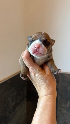 CHIOT 4