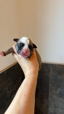 CHIOT 6