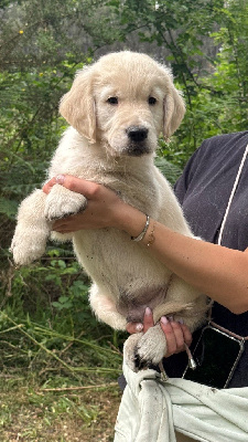 CHIOT 4