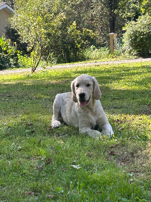 CHIOT 3