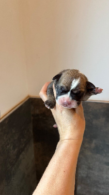 CHIOT 7