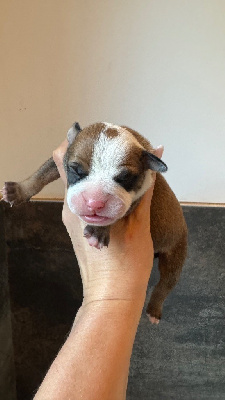 CHIOT 10