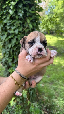 CHIOT 8