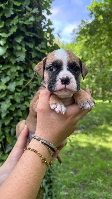 CHIOT 6