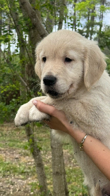CHIOT 3