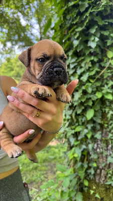 CHIOT 2