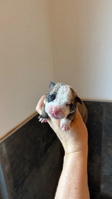 CHIOT 3