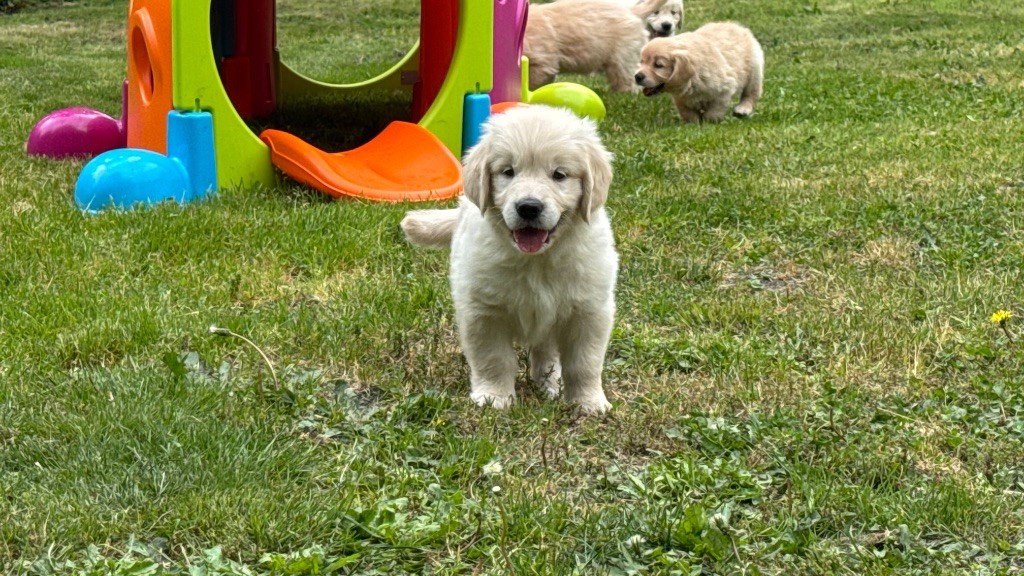du haut de la Girauderie - Chiots disponibles - Golden Retriever