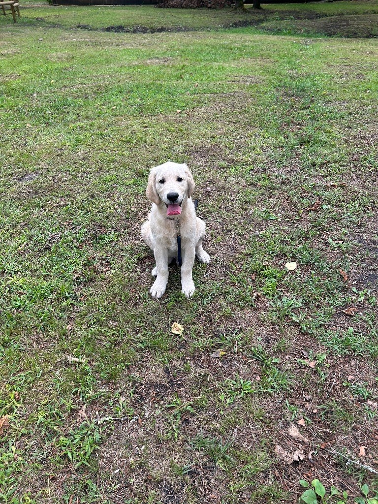 du haut de la Girauderie - Chiots disponibles - Golden Retriever