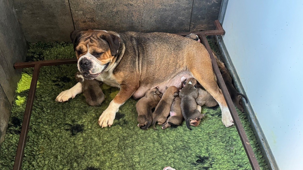 Chiot Bulldog continental du haut de la Girauderie