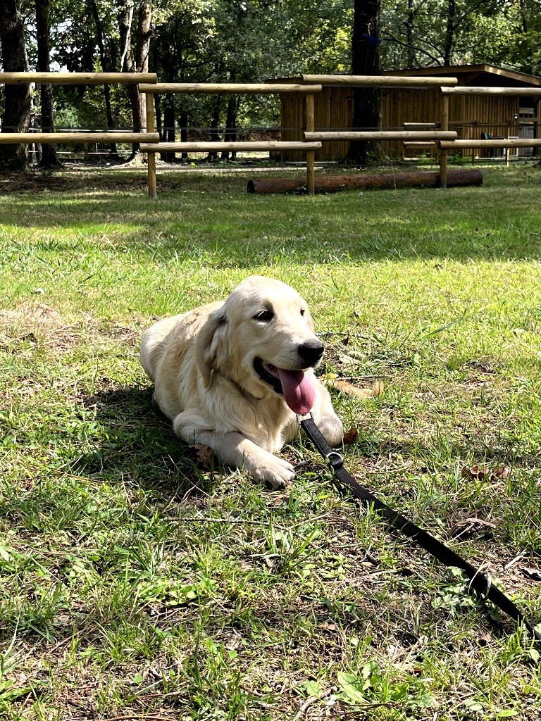 du haut de la Girauderie - Chiots disponibles - Golden Retriever