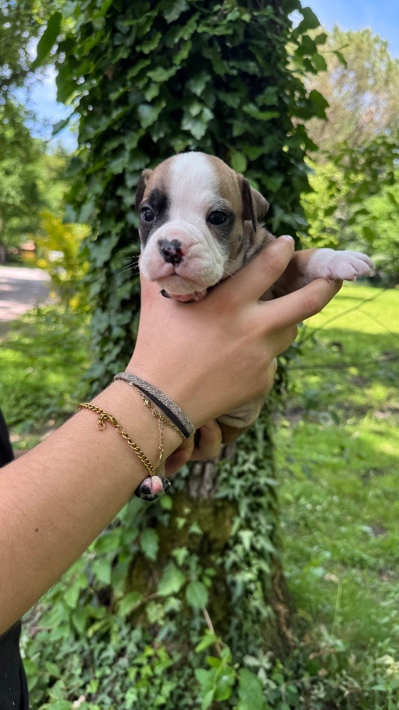 du haut de la Girauderie - Chiots disponibles - Bulldog continental
