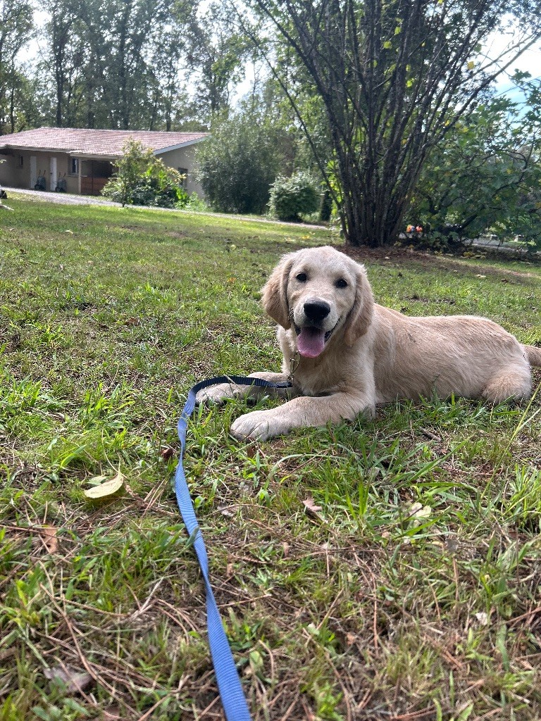 du haut de la Girauderie - Chiots disponibles - Golden Retriever