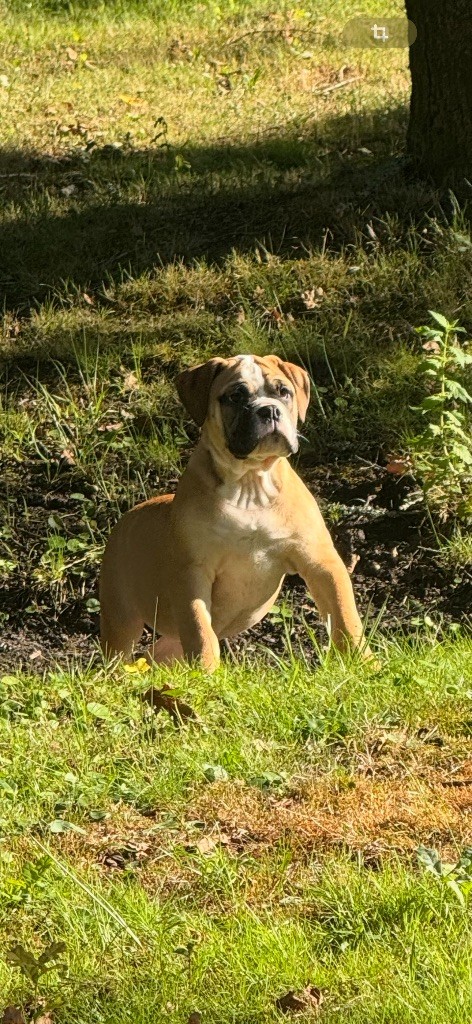 du haut de la Girauderie - Chiots disponibles - Bulldog continental