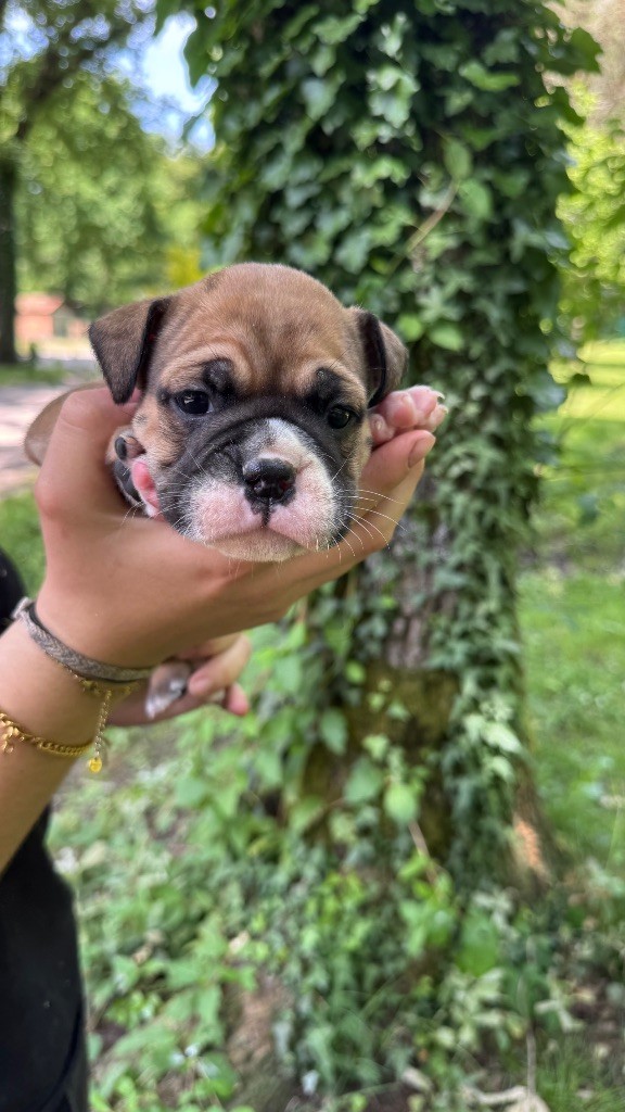 du haut de la Girauderie - Chiots disponibles - Bulldog continental