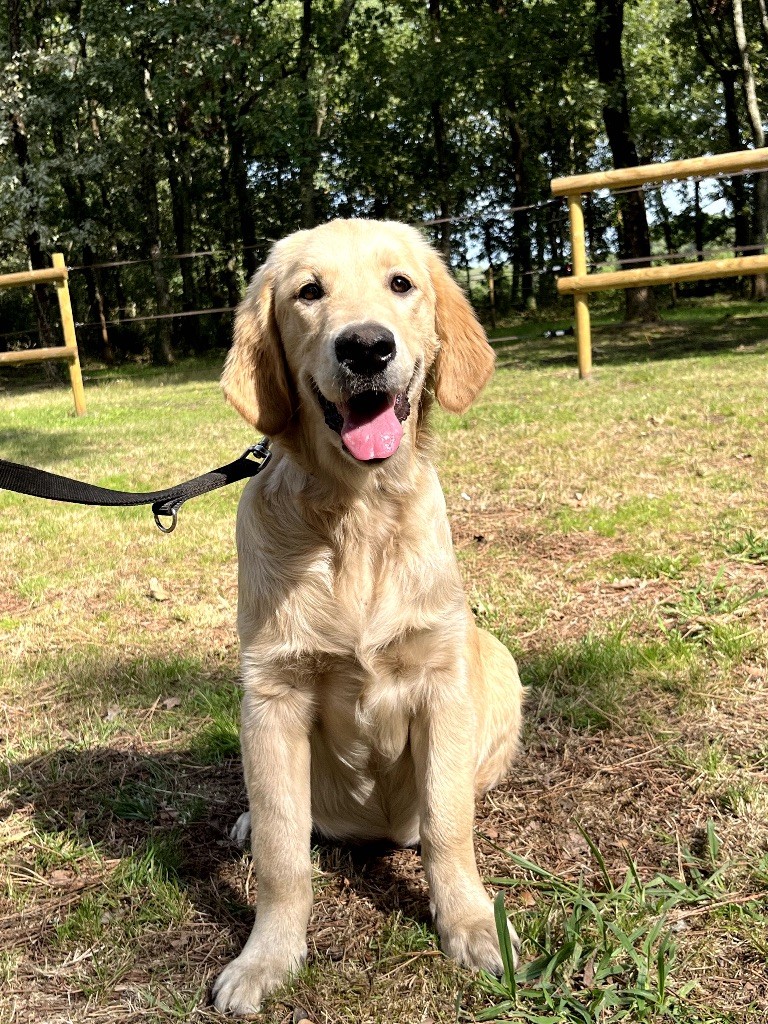 du haut de la Girauderie - Chiots disponibles - Golden Retriever