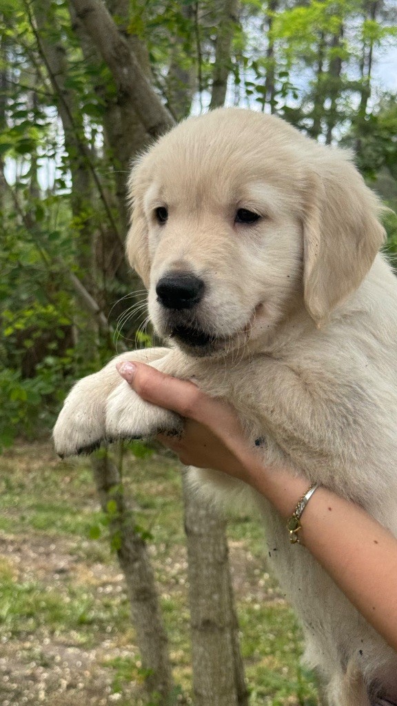 du haut de la Girauderie - Chiots disponibles - Golden Retriever